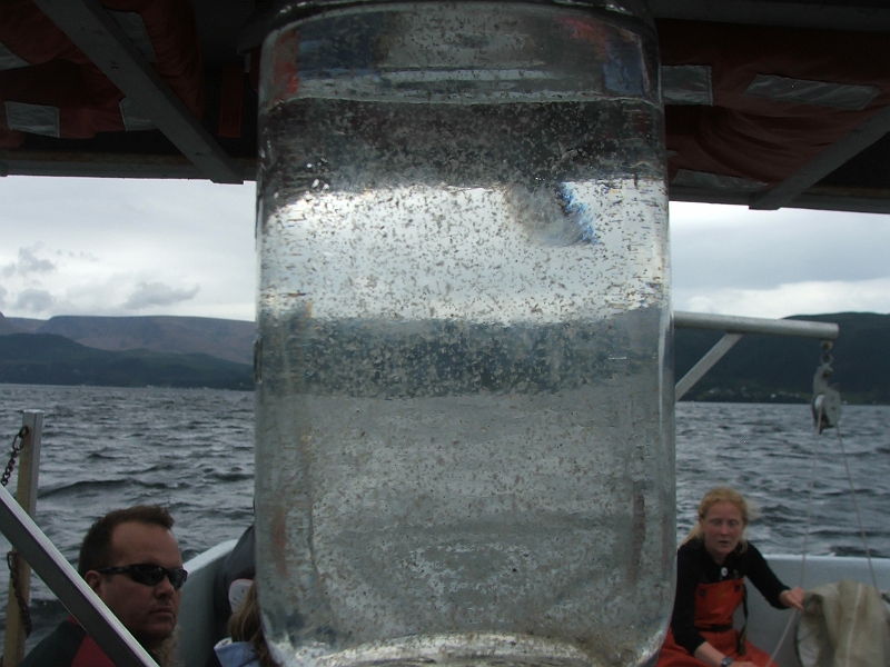 NFLD_drive_to_and-viking_settlement 717.jpg - Plankton!!!